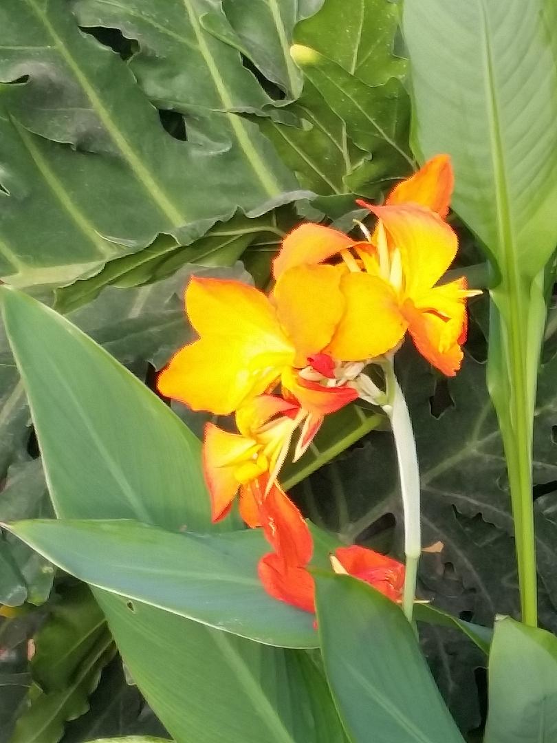 Canna Lily | Western Colorado Botanical Gardens