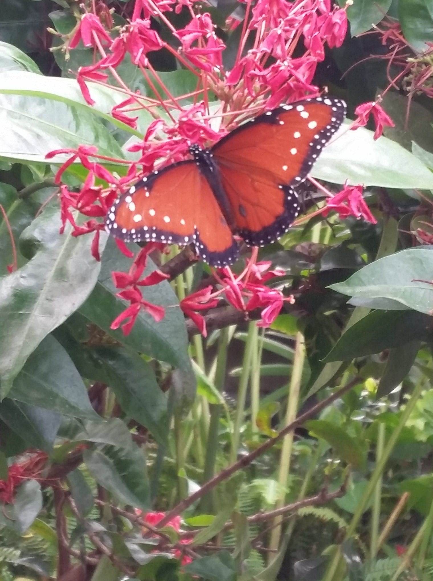 Butterflies at Western Colorado Botanical Gardens