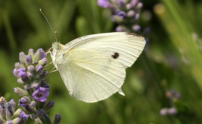 Cabbage White Butterfly at The Western Colorado Botanical Gardens