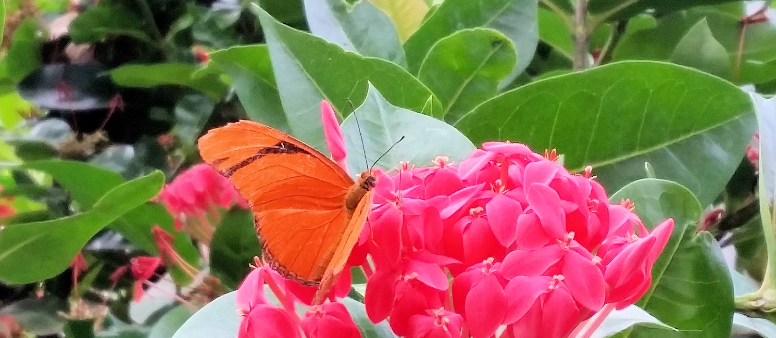 Butterflies at The Western Colorado Botanical Gardens