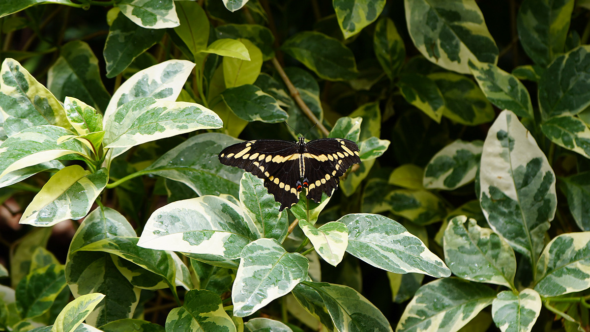 The Butterfly House at Western Colorado Botanical Gardens