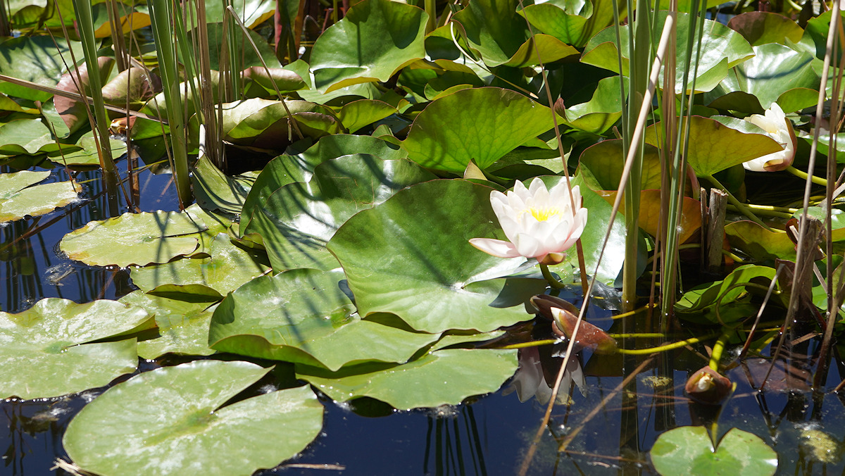 Lily Pond at WCBG In Grand Junction, CO