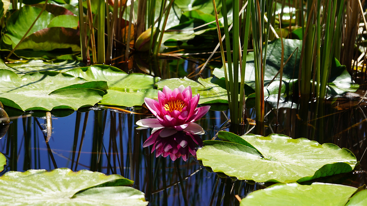 Lily Pond at WCBG In Grand Junction, CO